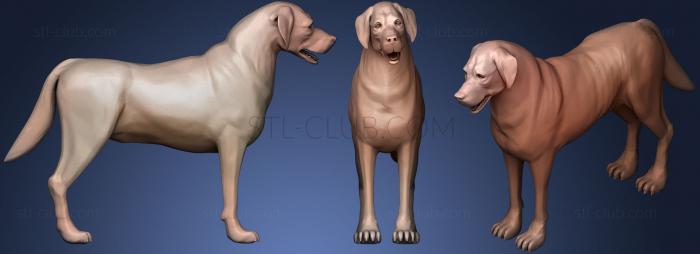 3D мадэль Собака Дворняжка Д (STL)